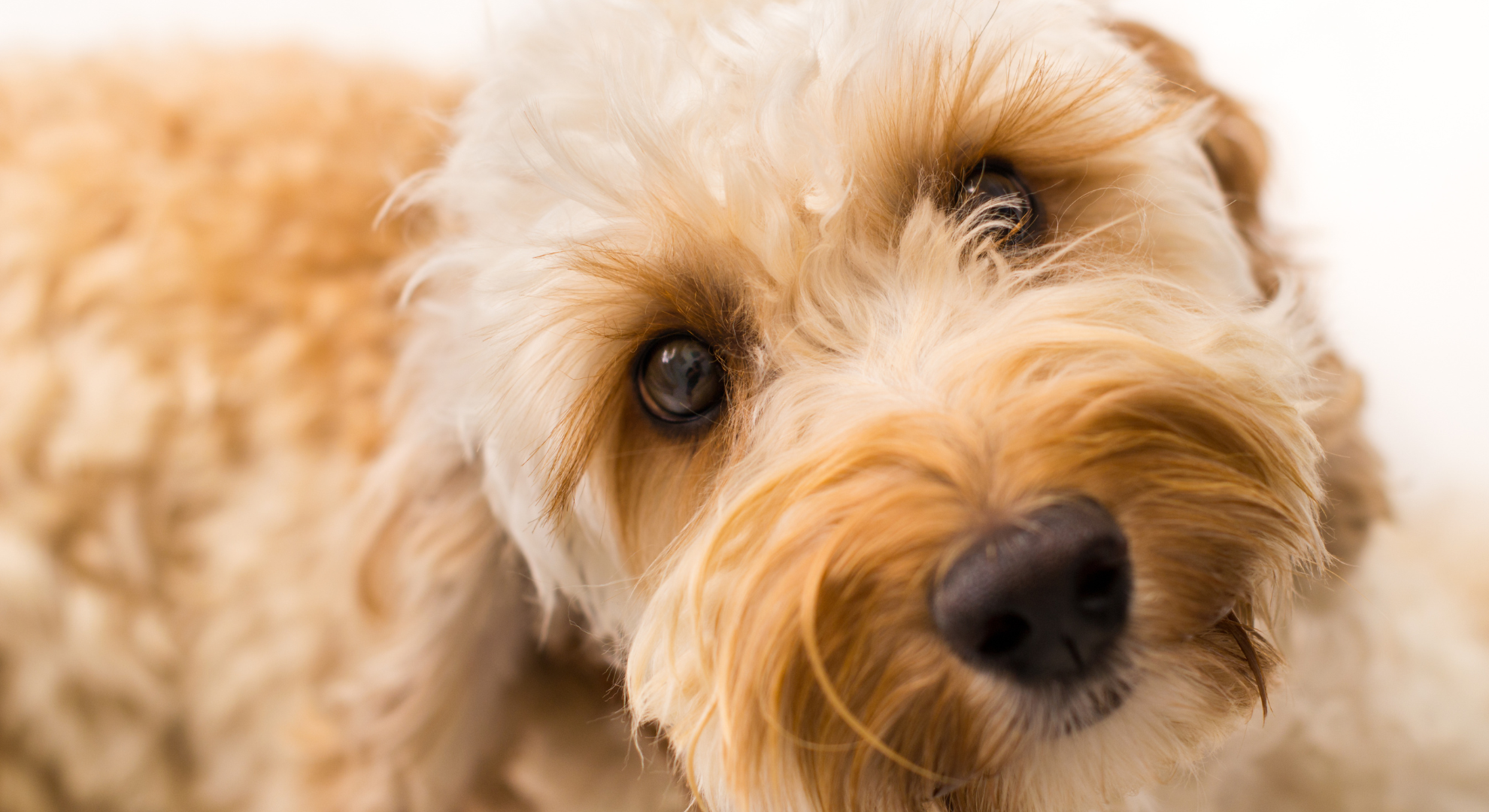 なちゅーるグループのイメージ