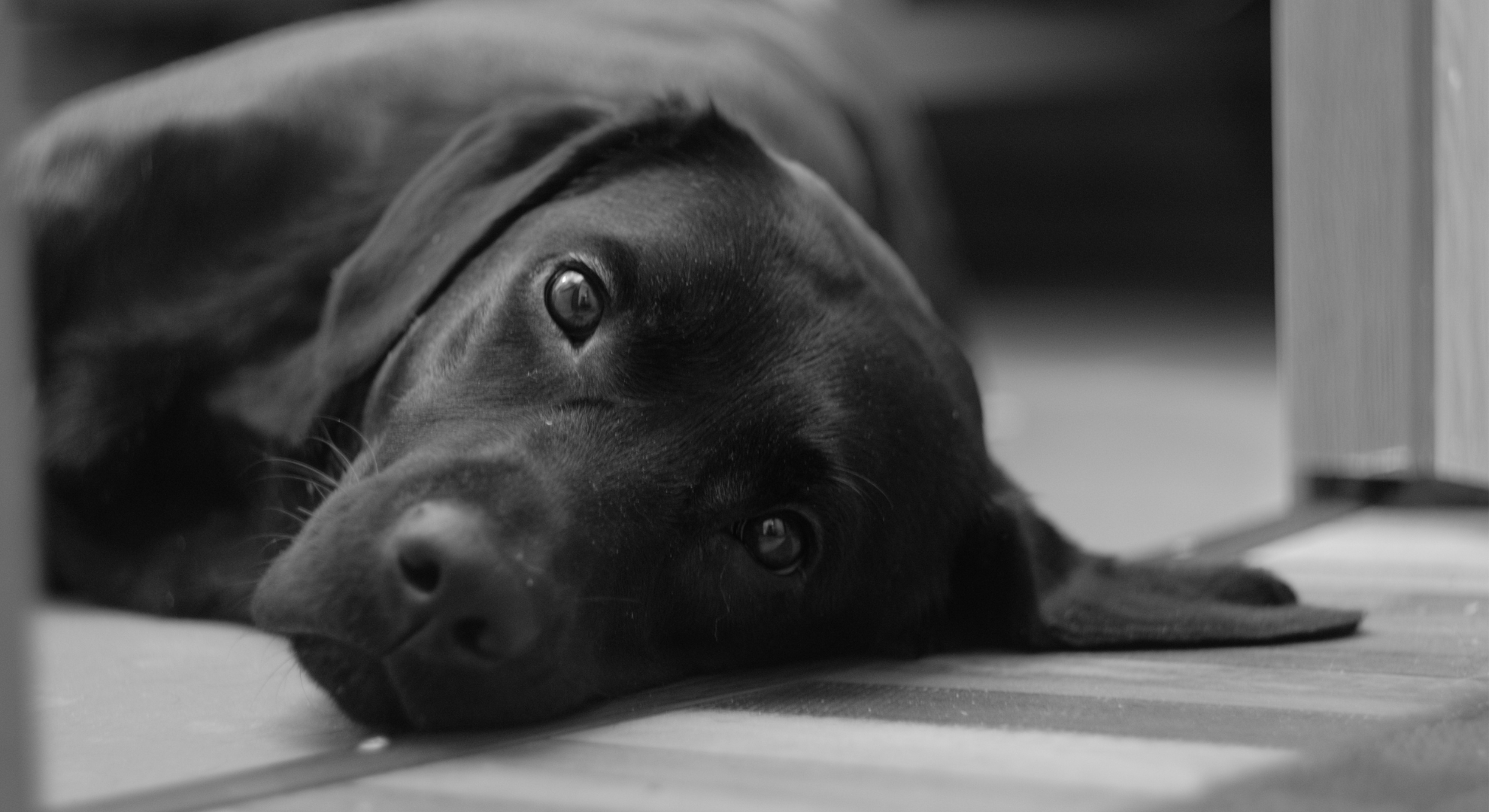 なちゅーるグループのイメージ